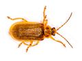 Galerucella sagittariae